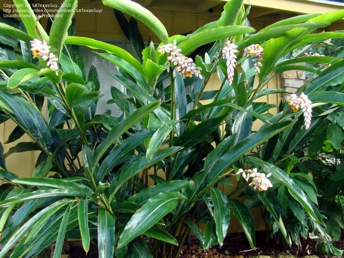Shell Ginger - Alpinia zerumbet from 93 Nursery