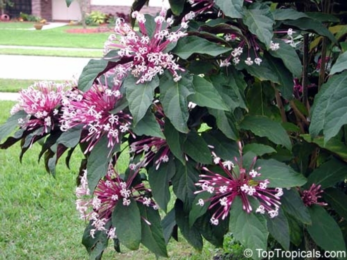 Starburst Clerodendrum - Clerodendrum quadriloculare from 93 Nursery