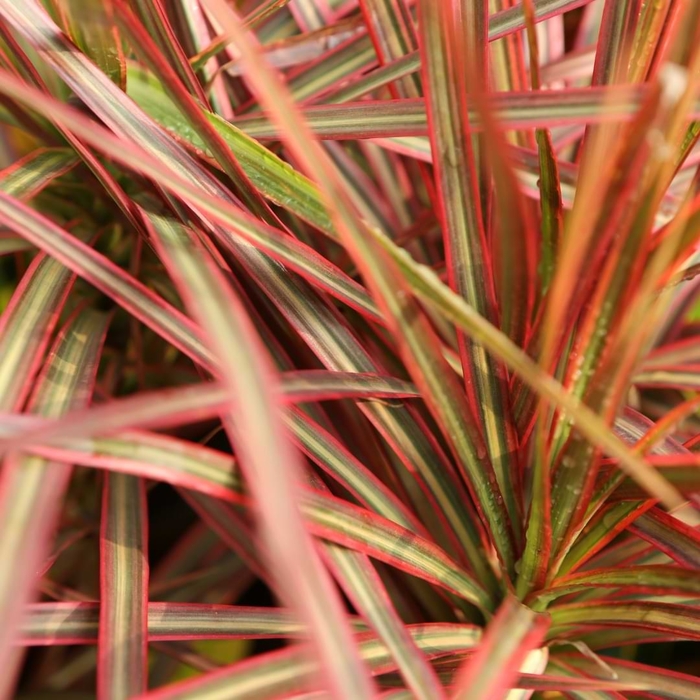 'Colorama' Dragon Tree - Dracaena marginata from 93 Nursery