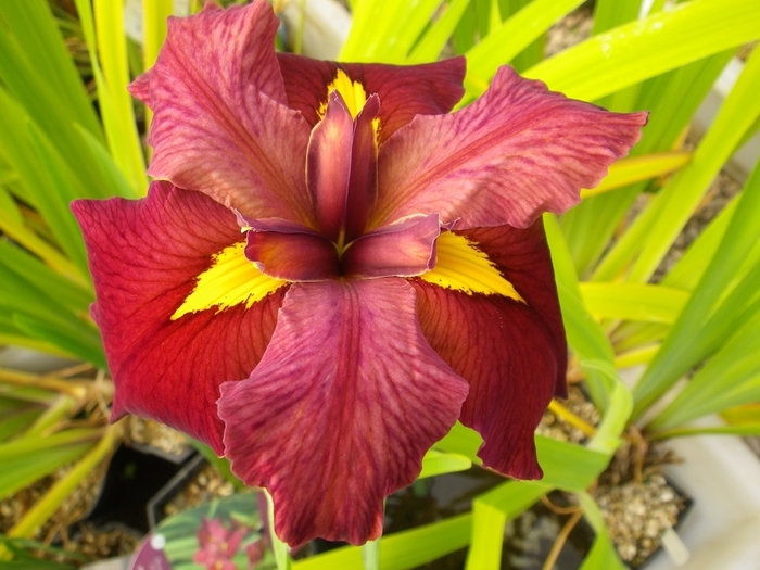 'Ann Chowning' Louisiana Iris - Iris from 93 Nursery