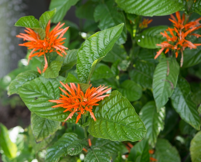 Mexican or Desert Honeysuckle - Justicia spicigera from 93 Nursery