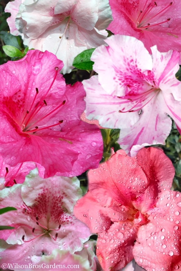 'Conversation Piece' Azalea - Rhododendron Robin Hill Hybrid from 93 Nursery