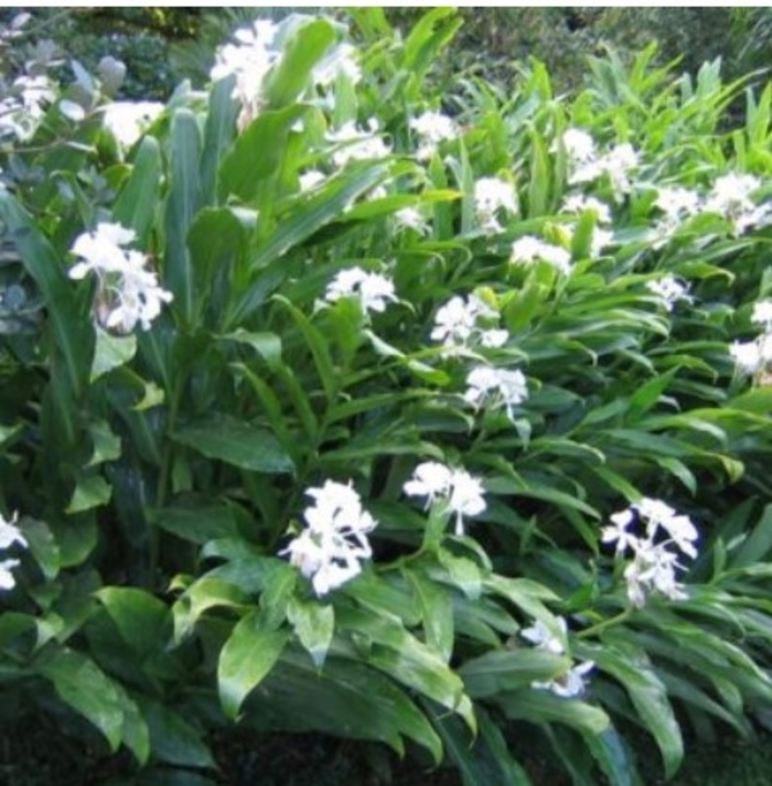 Ginger Lily - Hedychium coronarium (chrysoleucum) from 93 Nursery