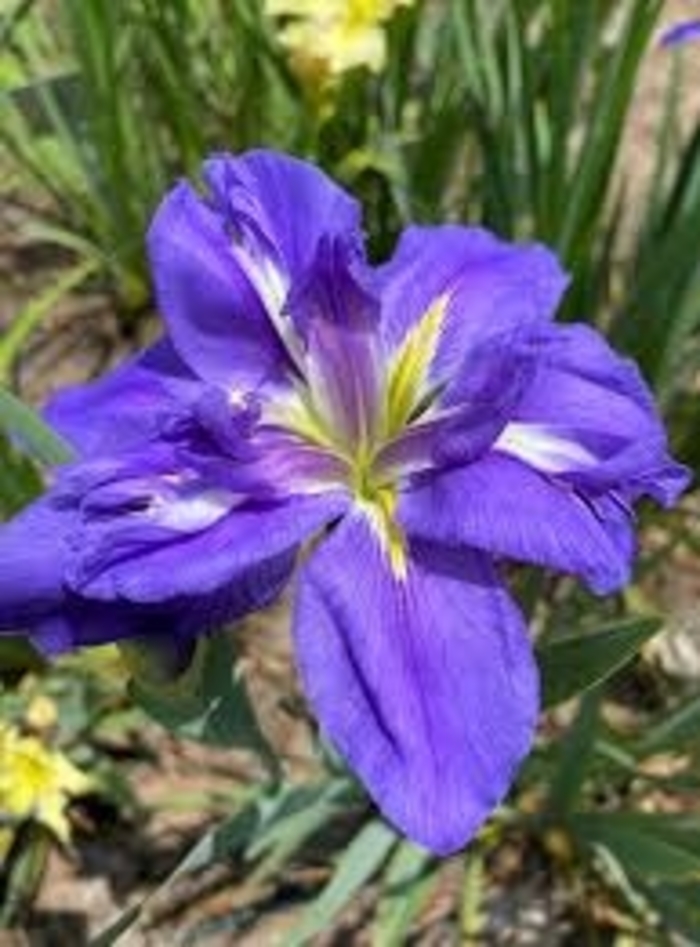 'Louisiana Purple' - Iris from 93 Nursery