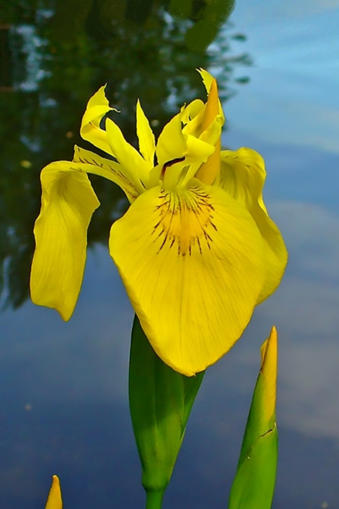'Variegata' Variegated Yellow Flag Iris - Iris pseudacorus from 93 Nursery