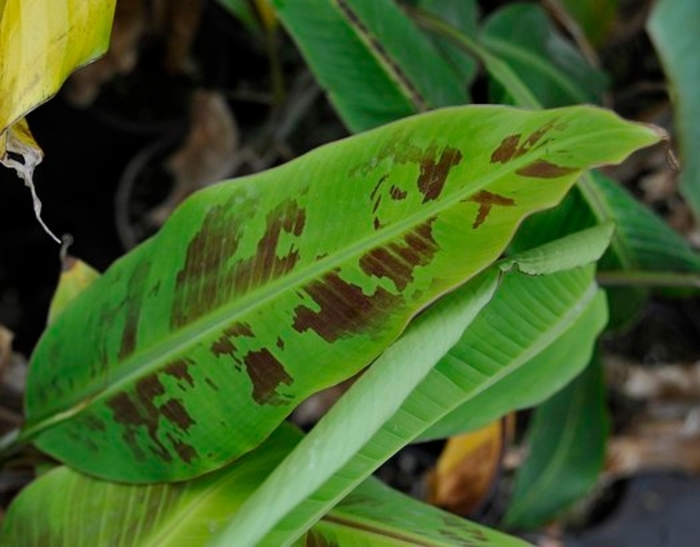 'Gran Nain' Banana - Musa acuminata from 93 Nursery