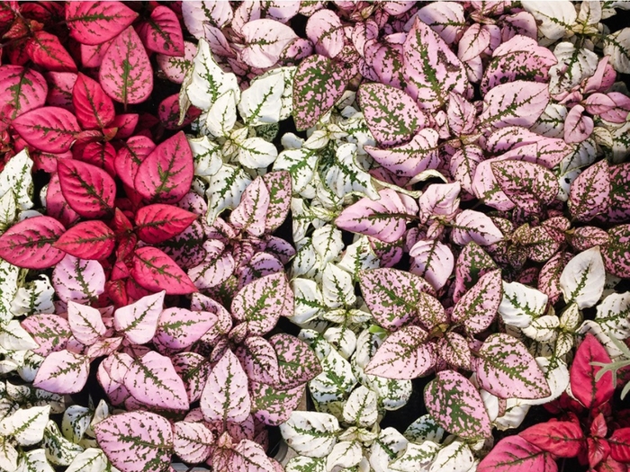 'Splash Mix' Polka Dot Plant - Hypoestes phyllostachya from 93 Nursery
