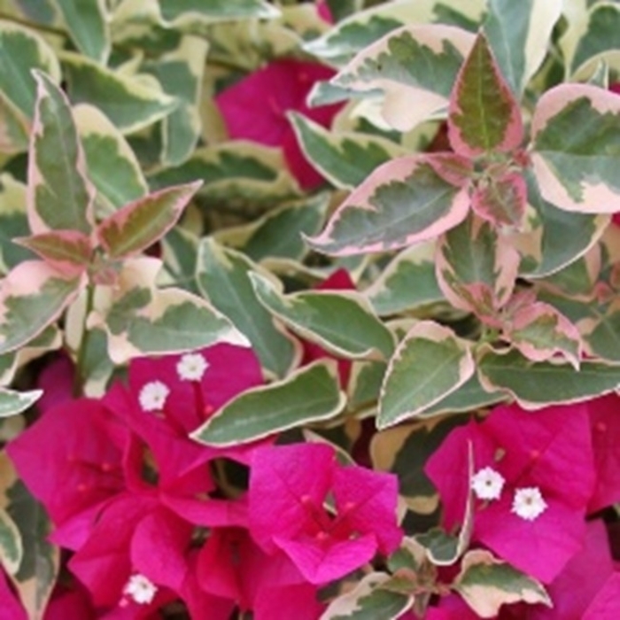 'Variegated' - Bougainvillea from 93 Nursery