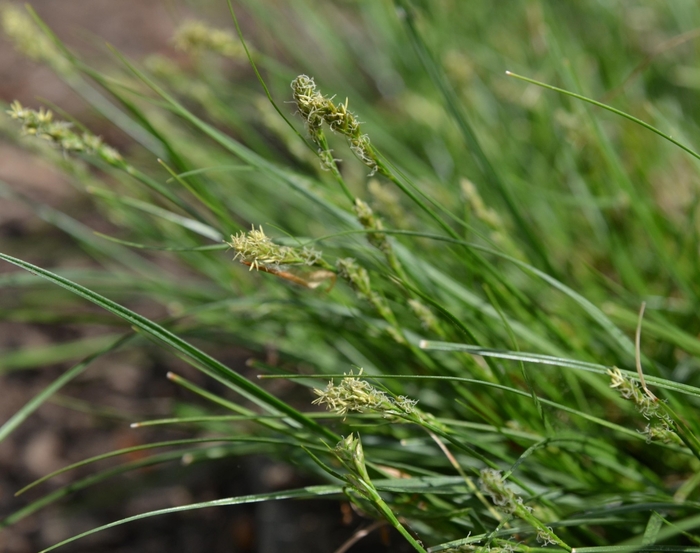 Texas Sedge - Carex texensis from 93 Nursery
