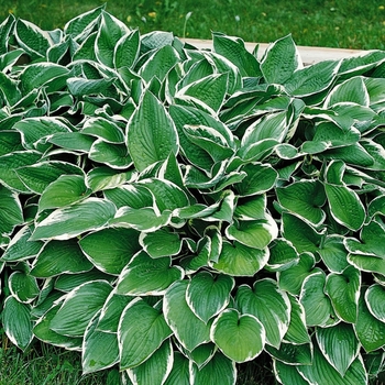 Hosta - 'Francee' Hosta, Plantain Lily Hosta - 'Francee' Hosta, Plantain Lily