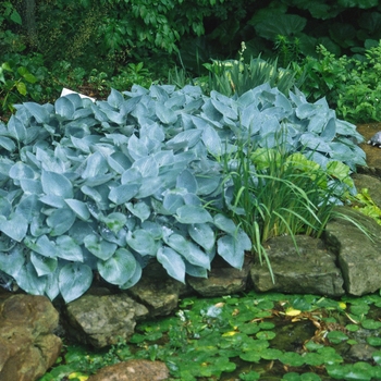 Hosta - 'Halcyon' Hosta, Plantain Lily