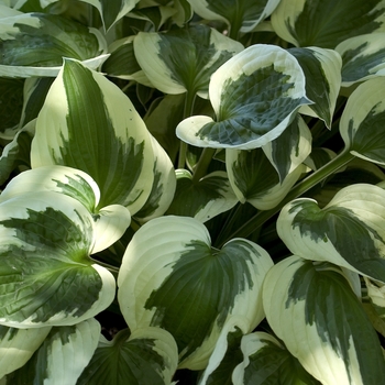 Hosta - 'Patriot' Hosta