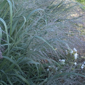 Panicum virgatum - 'Dallas Blues' Grass-Ornamental