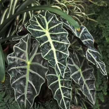 Alocasia amazonica - Dwarf Alocasia 