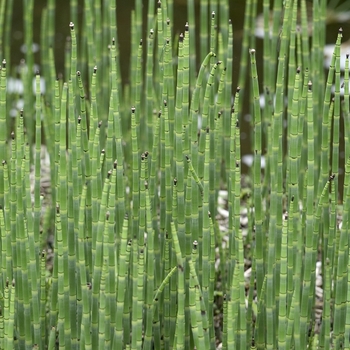 Equisetum scirpoides - Horsetail Reed