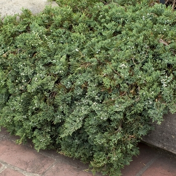 Juniperus horizontalis - Juniper Blue Rug