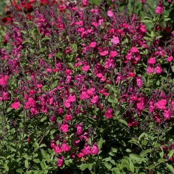 Salvia greggii - Pink Autumn Sage