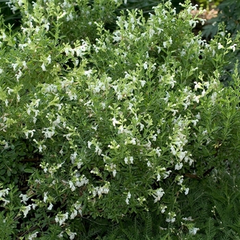 Salvia greggii - 'White' Autumn Sage