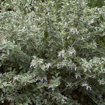 Teucrium fruticans - Silver Bush Germander