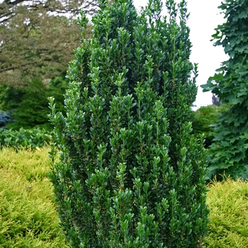 Ilex crenata - Holly Sky Pencil