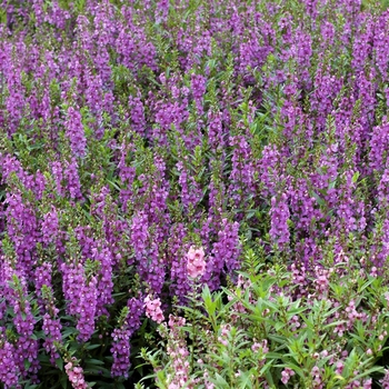 Angelonia angustifolia (Summer Snapdragon) - Angelmist&trade; 'Dark Lavender'