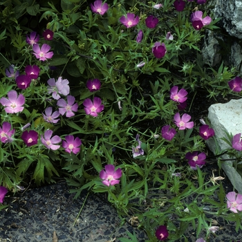 Callirhoe bushii - Bush's Wine cup