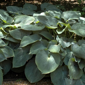 Hosta - 'Blue Angel' Hosta