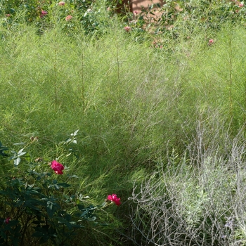 Muhlenbergia dumosa - Bamboo Muhly