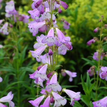  - Penstemon 