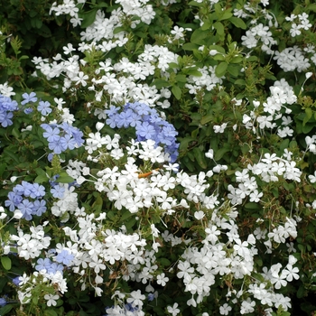 Plumbago auriculata - White Plumbago