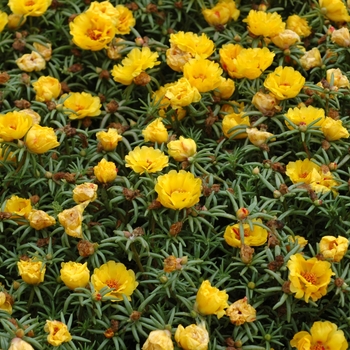 Portulaca oleracea - ' Yellow' Purslane