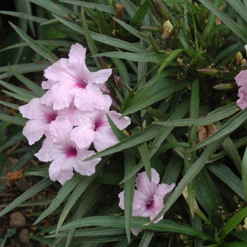 Ruellia simplex - 'Katie Pink' Mexican Petunia