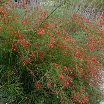 Russelia equisetiformis - Firecracker Fern