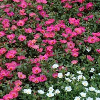 Portulaca oleracea - 'Cherry' Purslane
