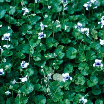 Viola hederacea - Australian Violet