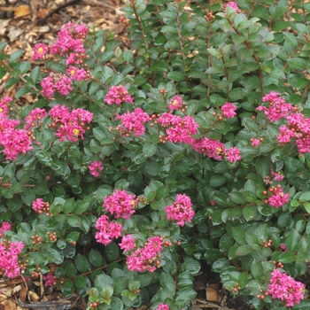 Lagerstroemia indica - 'Pocomoke' Crape Myrtle