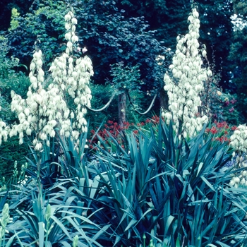 Yucca recurvifolia - Soft Leaf Yucca