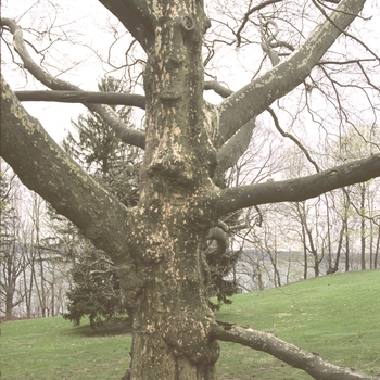 Platanus x acerifolia - London Planetree