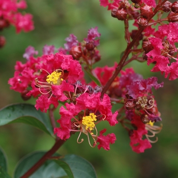 Lagerstroemia indica 'Dynamite' - Crape Myrtle Dynamite