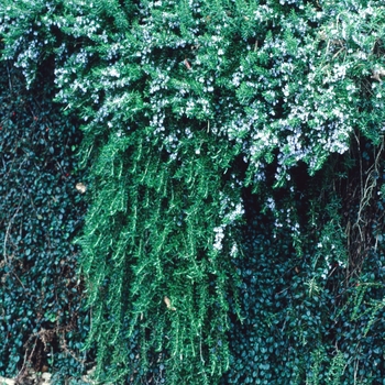 Rosmarinus officinalis - Trailing Rosemary