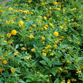 Lantana camara - Lantana 'New Gold'