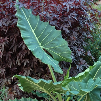 Alocasia - Alocasia Regal Shields Alocasia - Alocasia Regal Shields