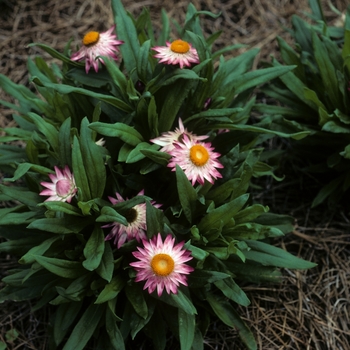 Bracteantha bracteata - 'Sundaze® Pink' Strawflower Bracteantha bracteata - 'Sundaze® Pink' Strawflower