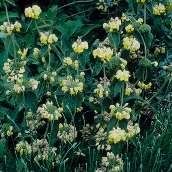 Phlomis - Jerusalem sage