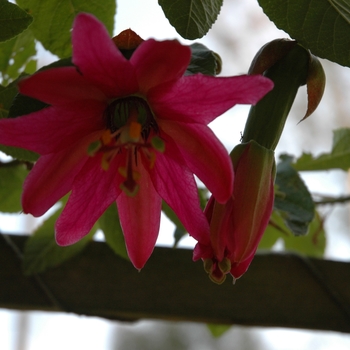 Passiflora - Red Passion Flower