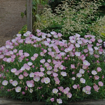 Oenothera berlandieri - 'Twilight' Showy Evening Primrose Oenothera berlandieri - 'Twilight' Showy Evening Primrose