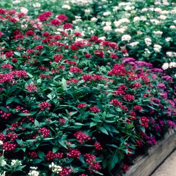 Pentas lanceolata - 'Butterfly Mix' Egyptian Star Flower