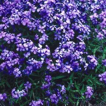 Phlox divaricata - 'Louisiana Blue' Woodland Phlox