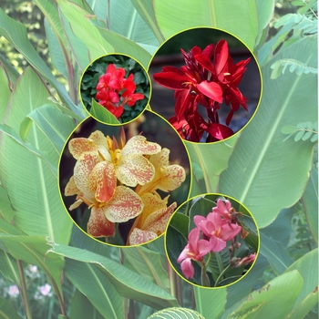 Canna - Canna Lily