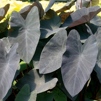 Colocasia esculenta - 'Black Magic' Elephant Ear